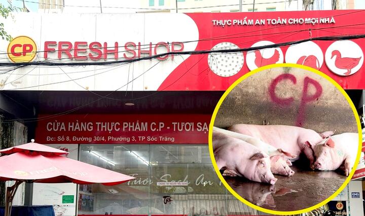 Những lỗi thường gặp khi dụ và chặt heo đỏ